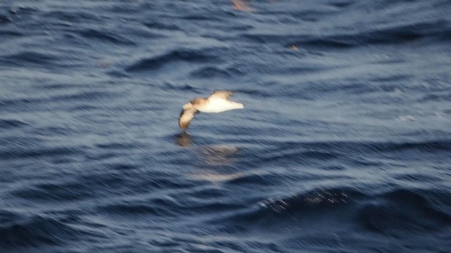 Cory's Shearwater - ML617834730