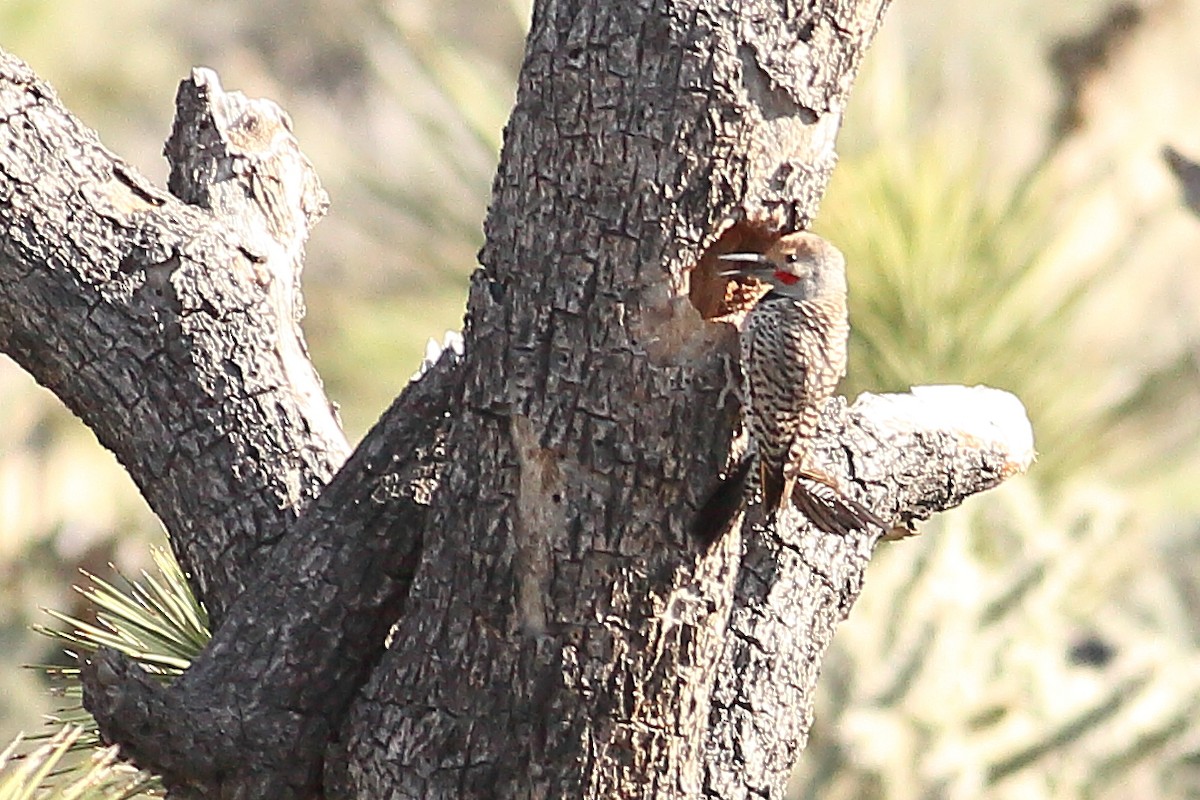 Gilded Flicker - ML617834743