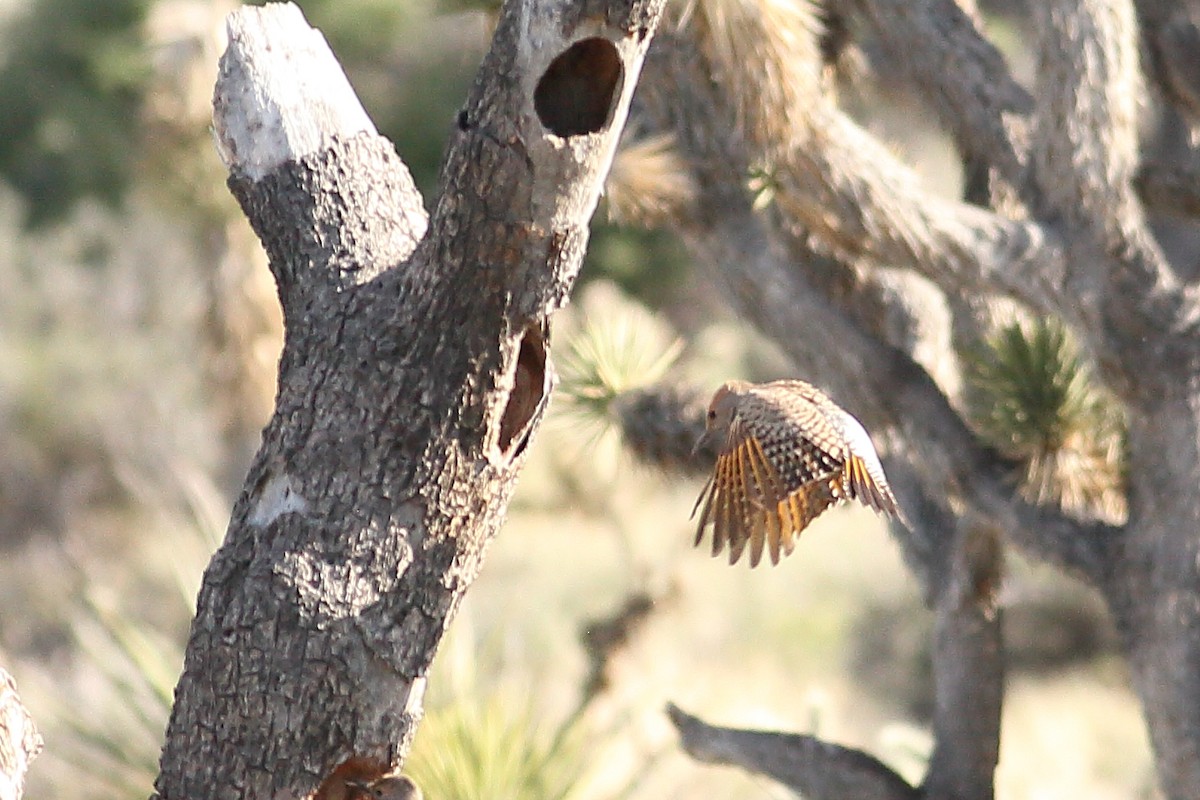 Gilded Flicker - ML617834744