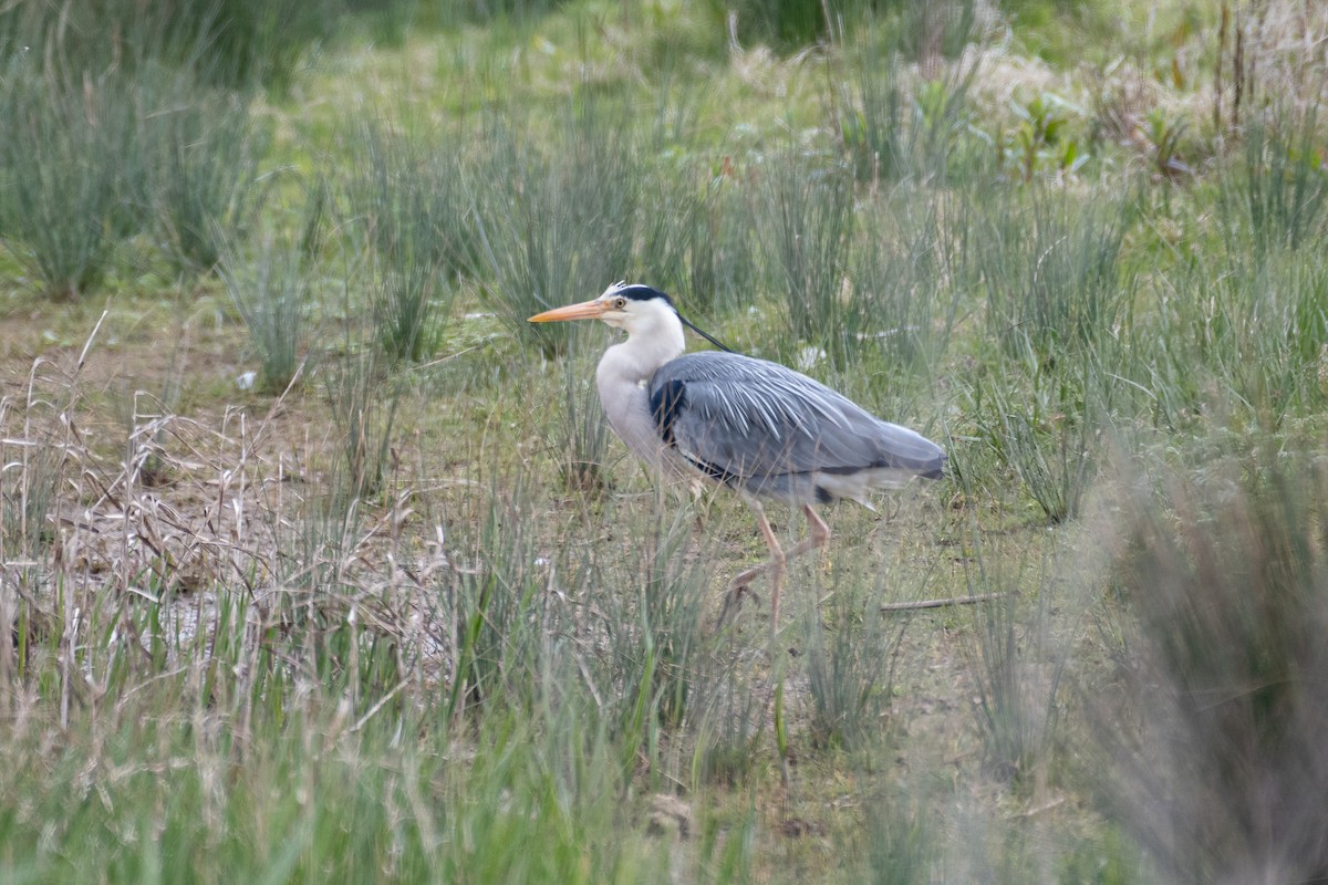 Gray Heron - Graham Masterson