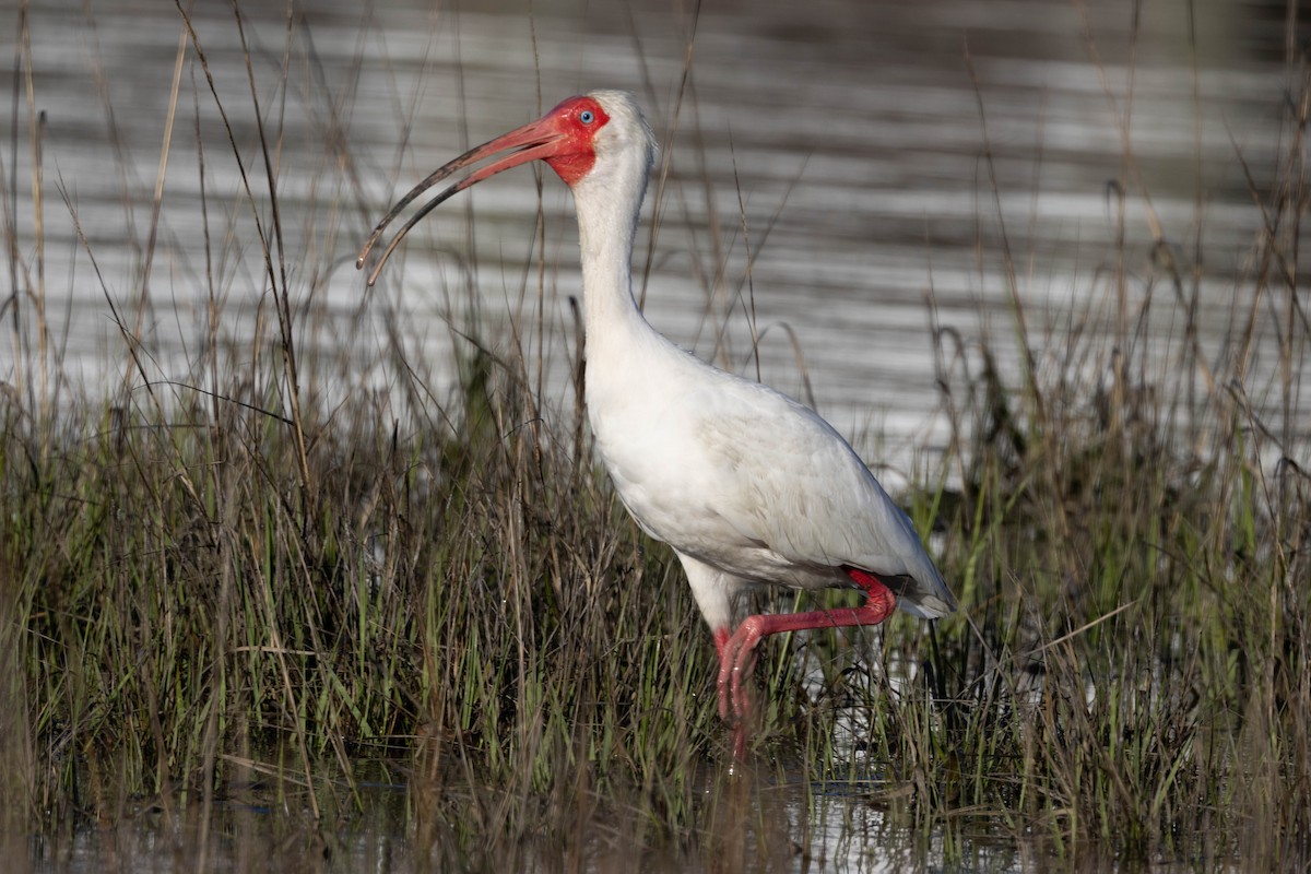ibis bílý - ML617834779