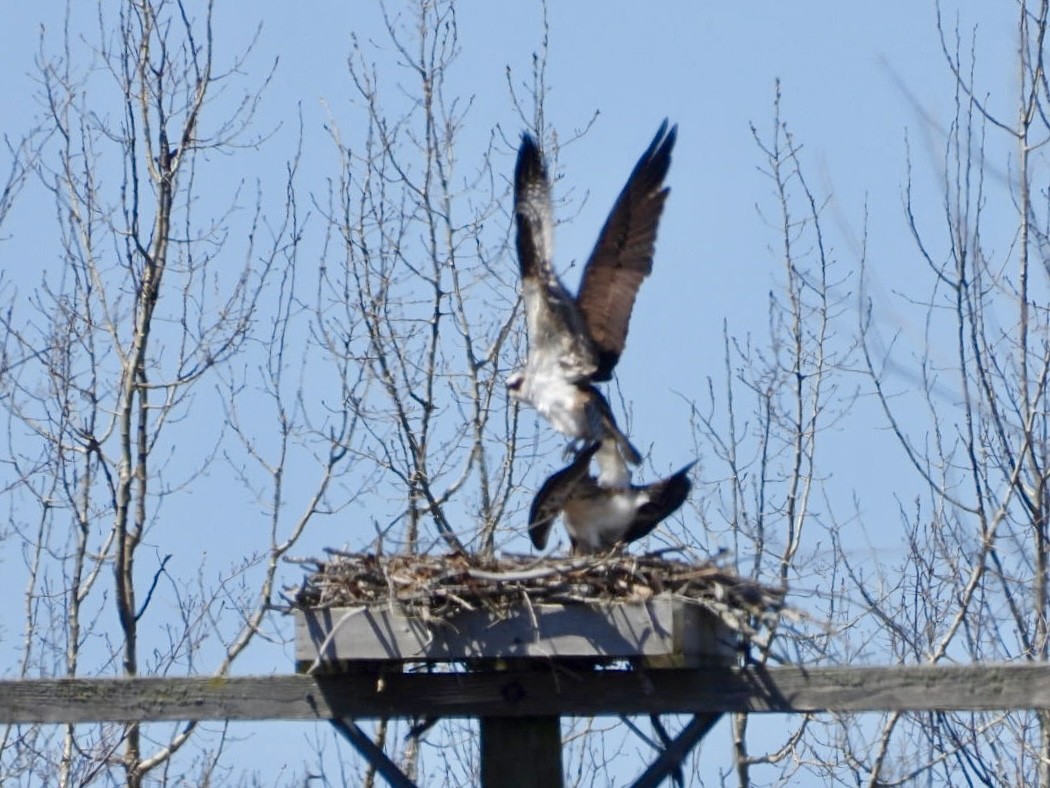 Osprey - ML617834841