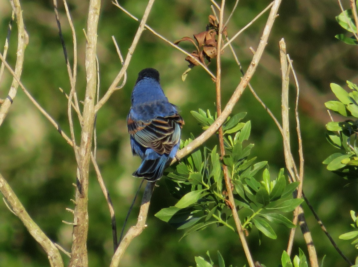 Blue Grosbeak - ML617834849