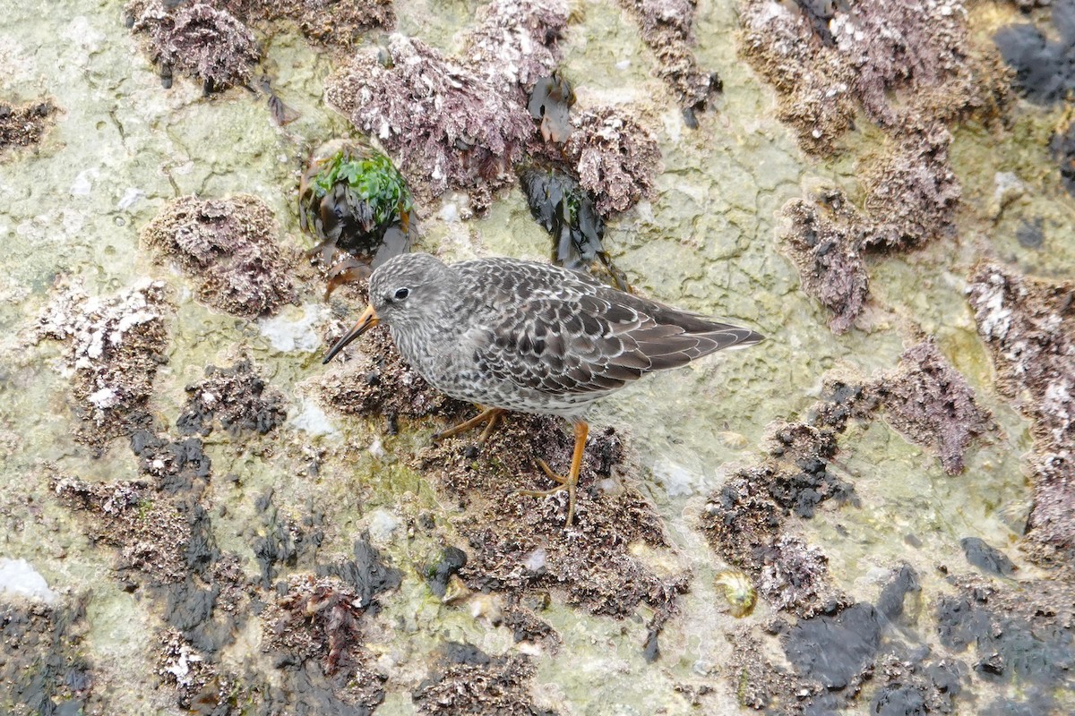 Purple Sandpiper - ML617834878