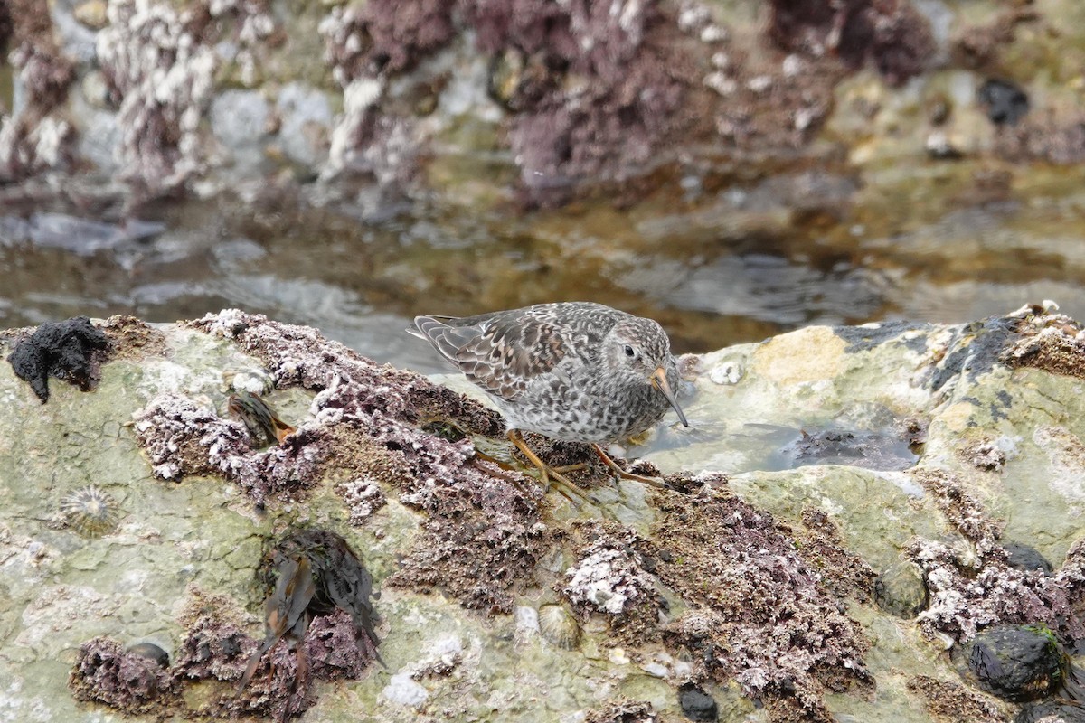 Purple Sandpiper - ML617834879