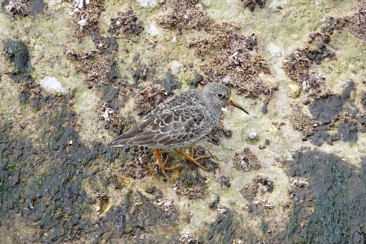 Purple Sandpiper - ML617834880