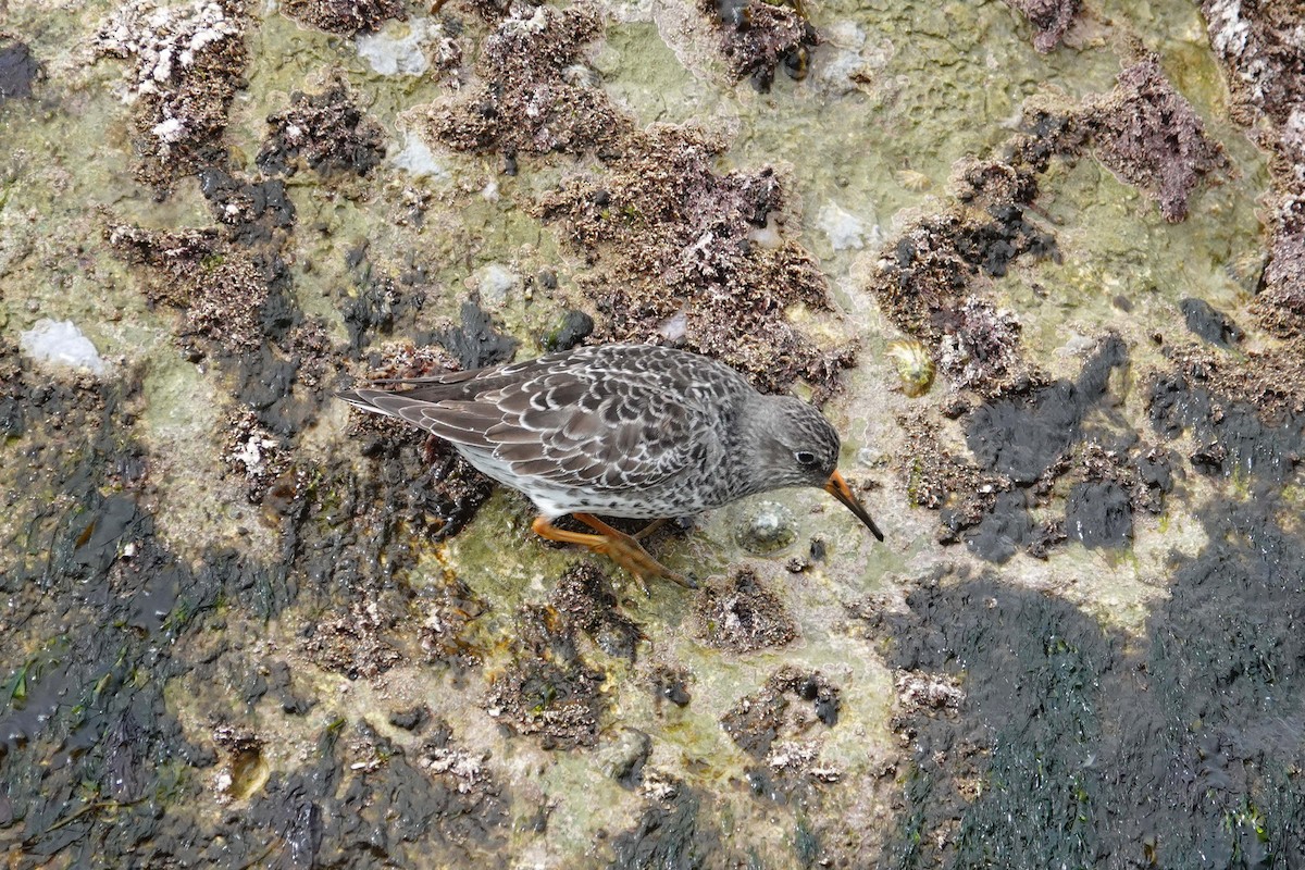 Purple Sandpiper - Ray Scally