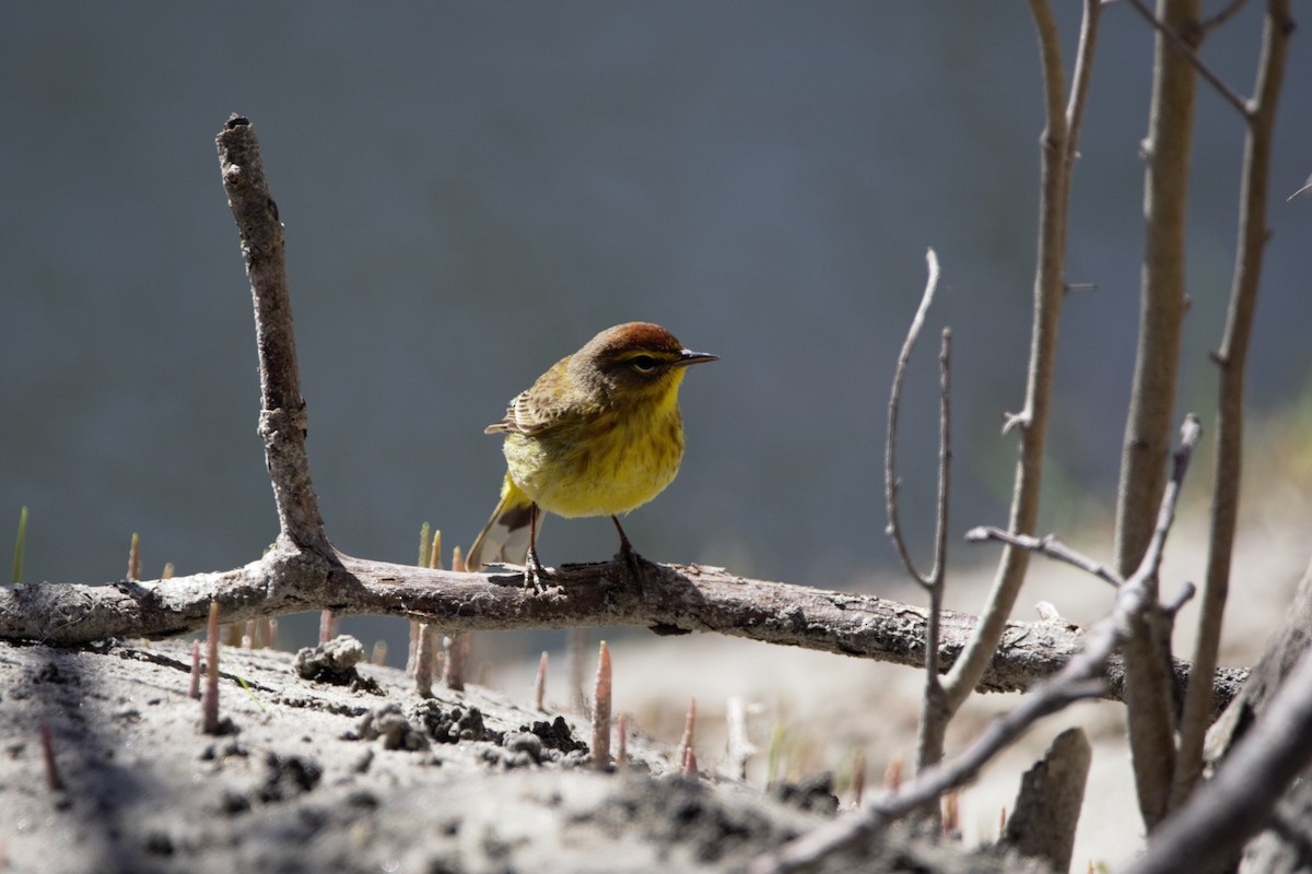 Palm Warbler - Nancy Posey