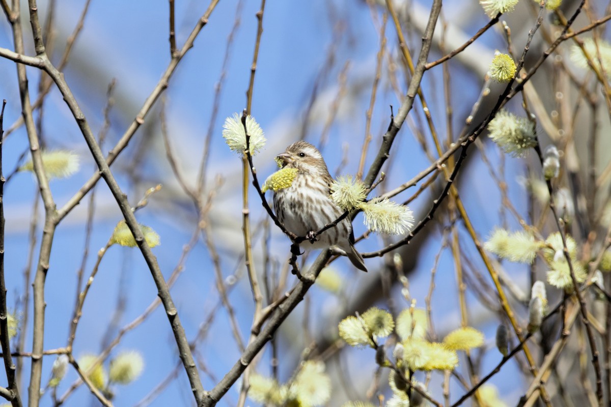 Purple Finch - ML617834897