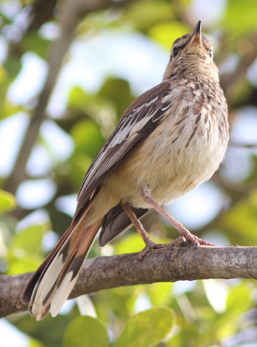 Red-backed Scrub-Robin - Rich Hoyer