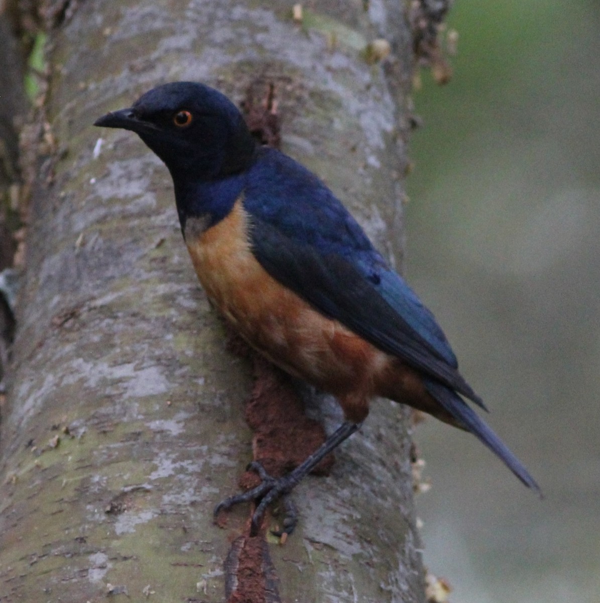 Hildebrandt's Starling - ML617834926