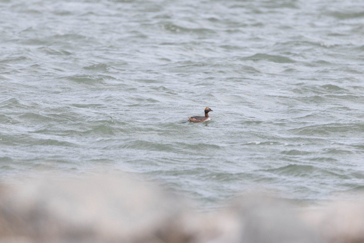 Horned Grebe - ML617834970