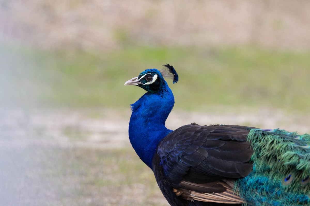 Indian Peafowl (Domestic type) - ML617834985