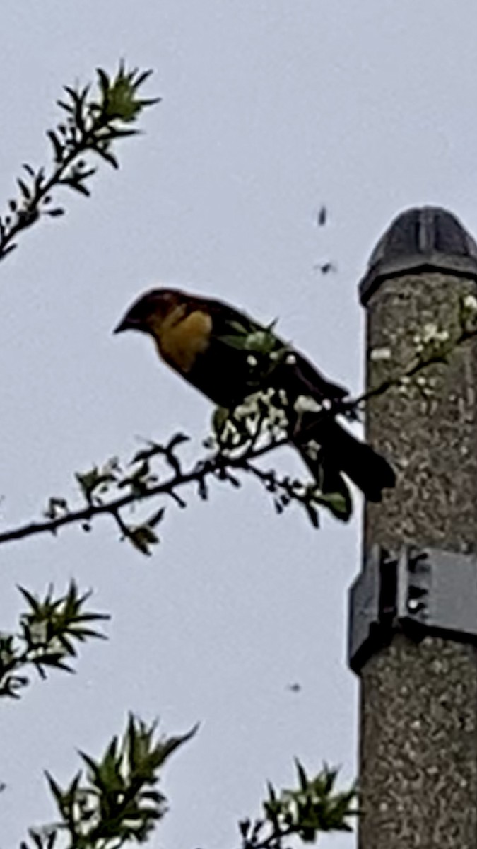 Yellow-headed Blackbird - ML617835009