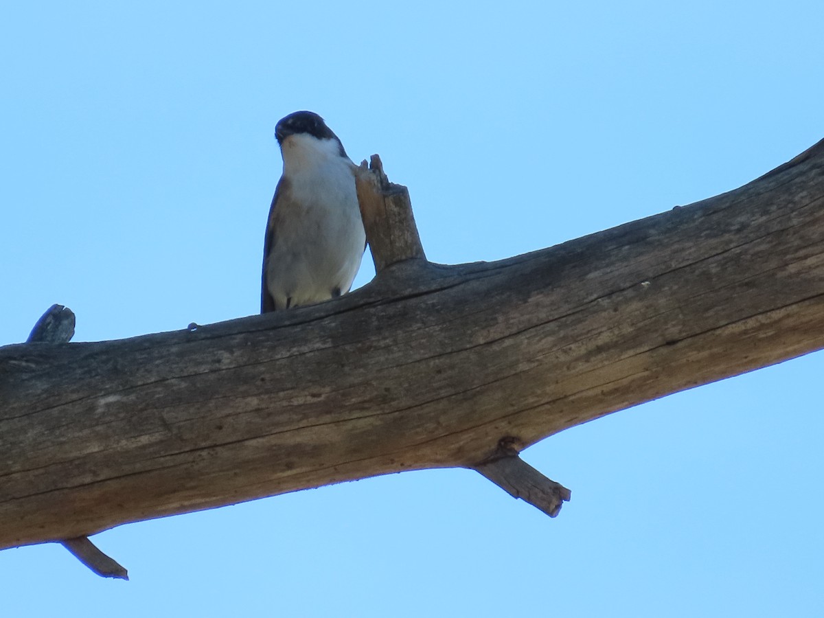 European Pied Flycatcher - ML617835016