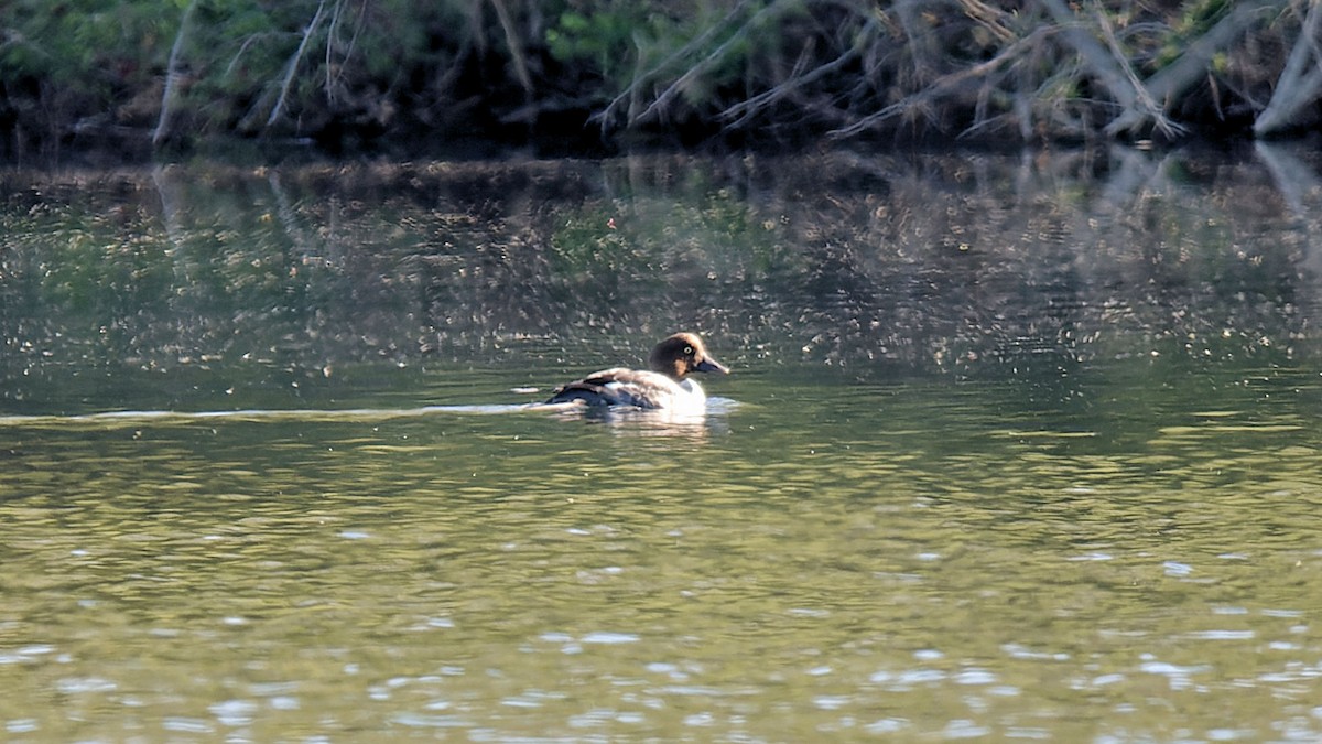 Lesser Scaup - ML617835035