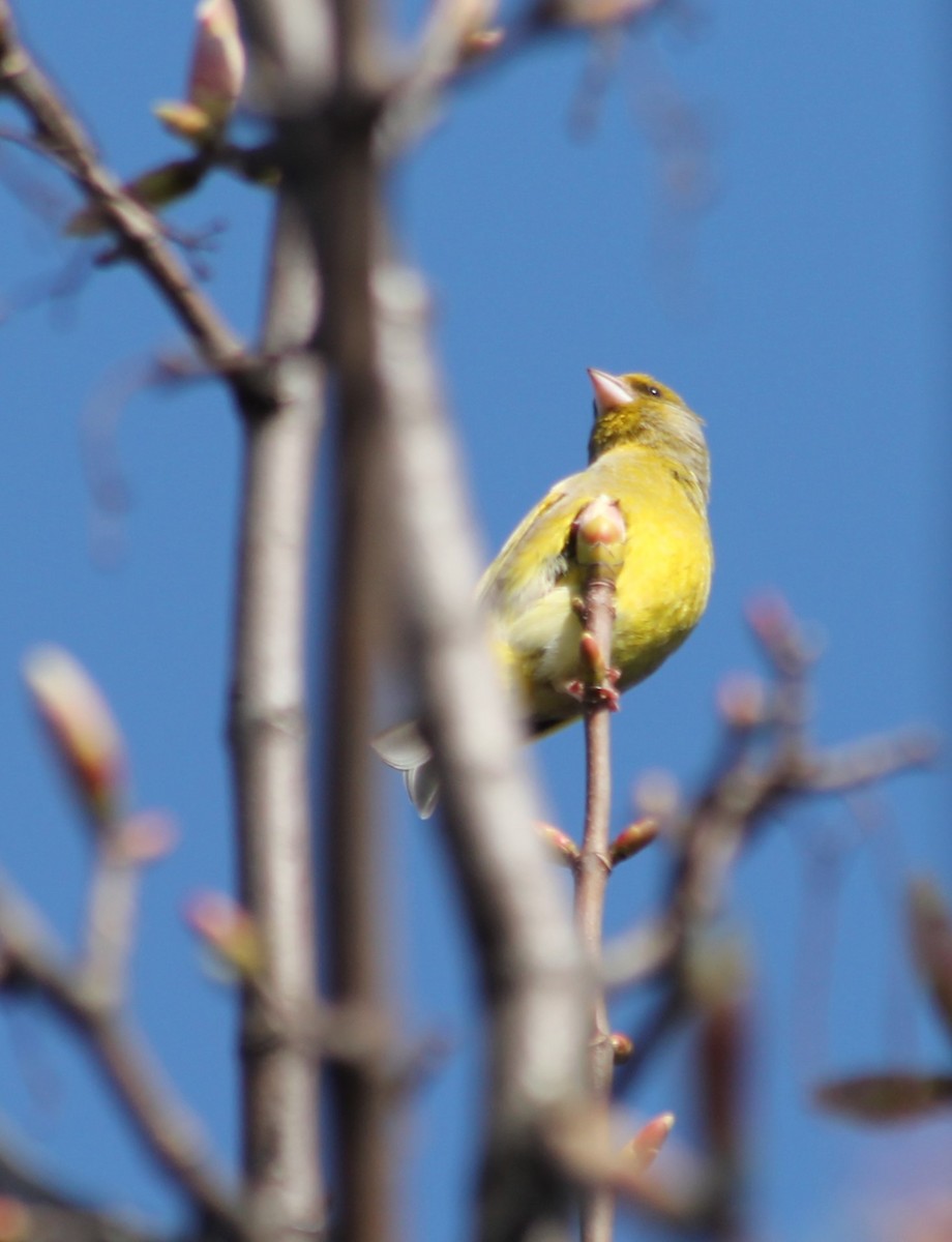 grønnfink - ML617835079