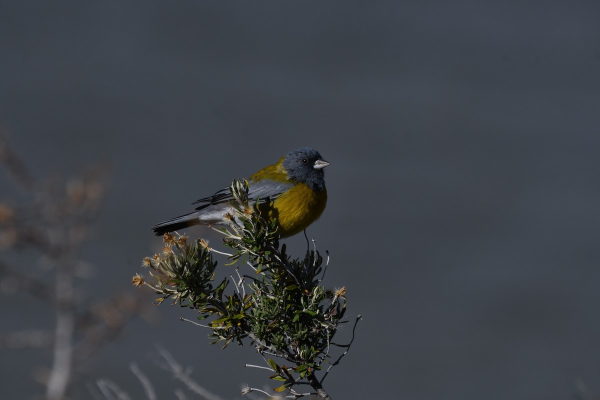 Gray-hooded Sierra Finch (gayi/caniceps) - ML617835080