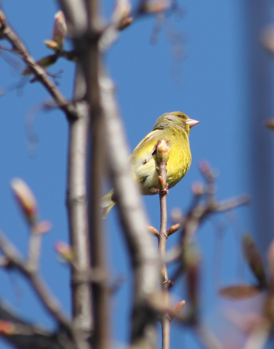 grønnfink - ML617835081