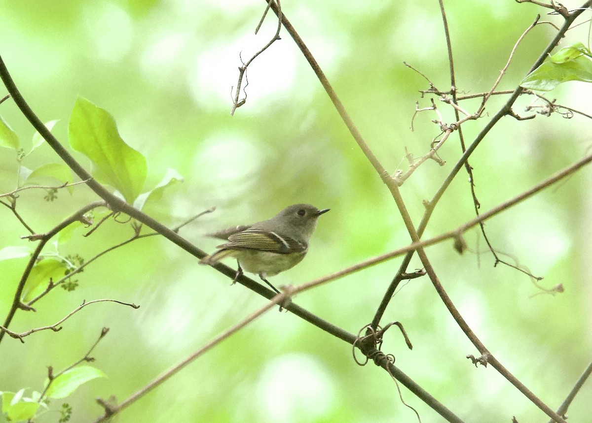 Ruby-crowned Kinglet - Anita Otal