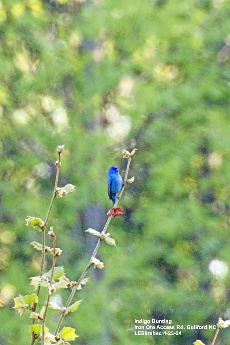 Indigo Bunting - ML617835148