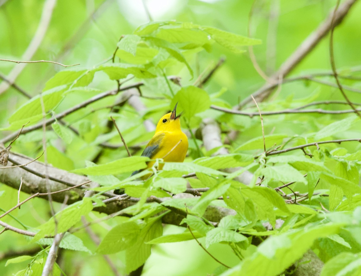 Prothonotary Warbler - Anita Otal