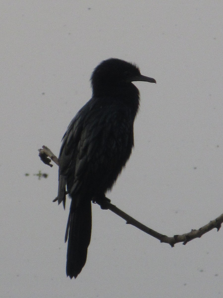 Cormoran à cou brun - ML617835160