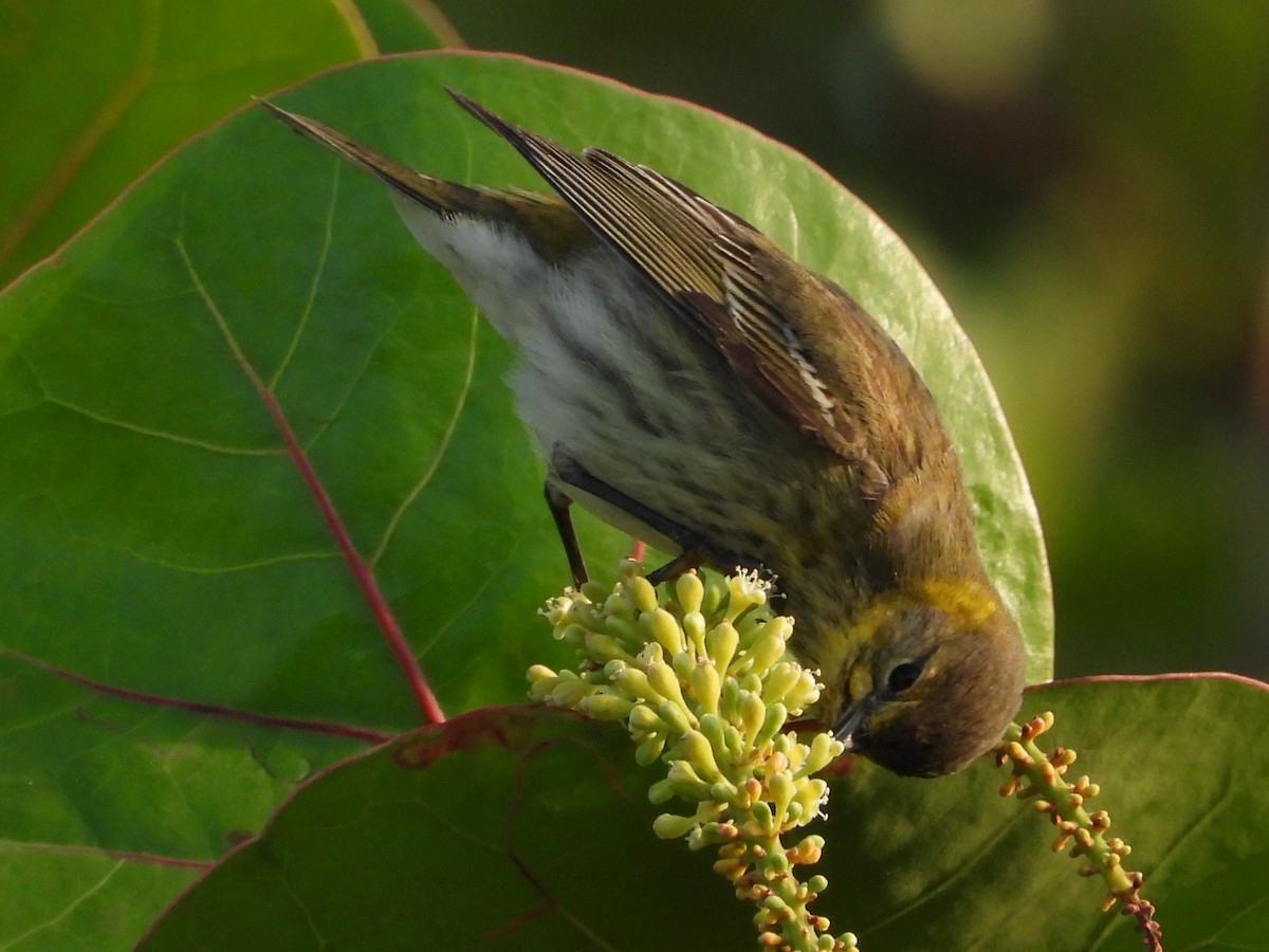 Cape May Warbler - ML617835161