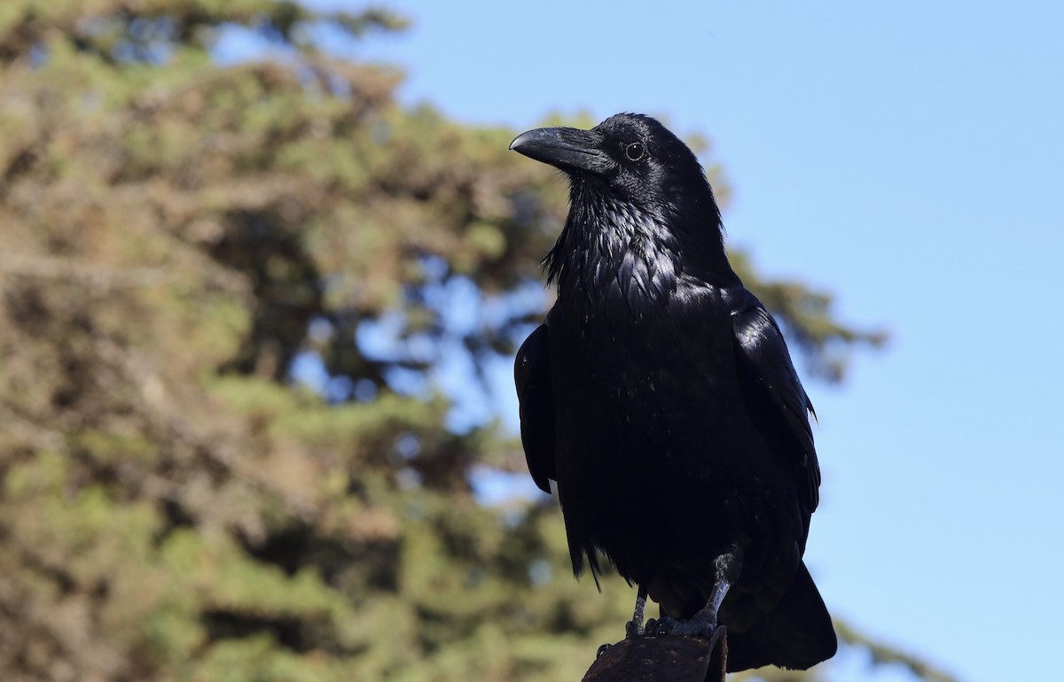 Common Raven - ML617835187