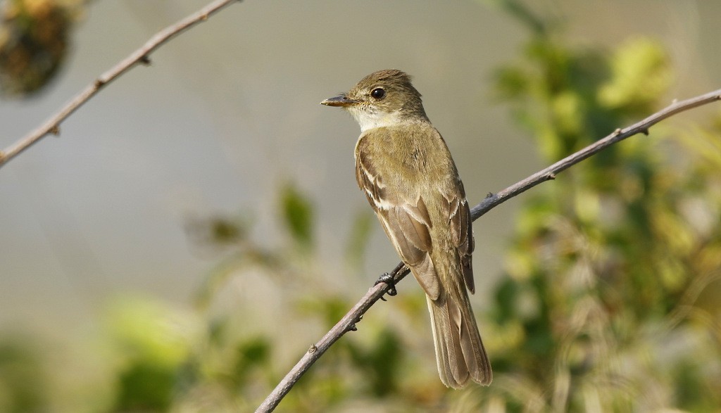 Willow Flycatcher - Julie Gidwitz