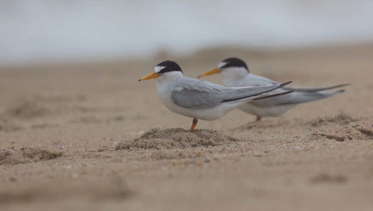 Least Tern - ML617835197