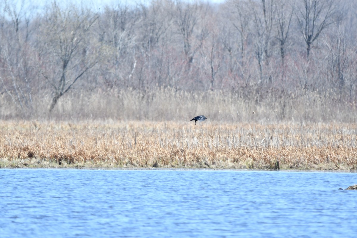 Common Raven - ML617835205