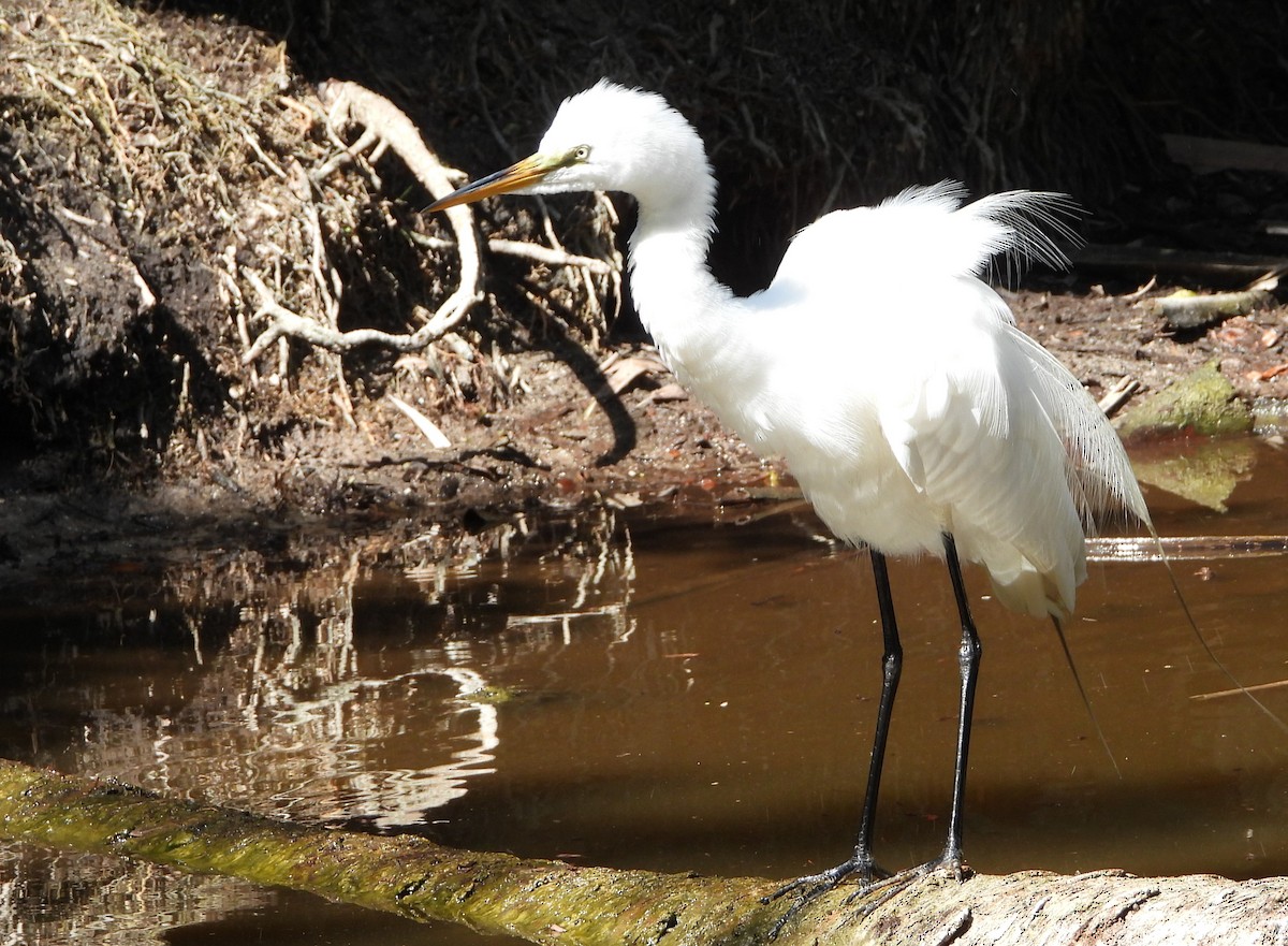 Great Egret - ML617835264