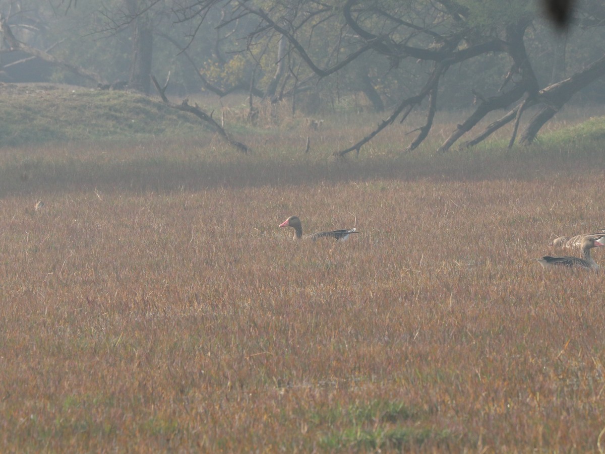 Graylag Goose - ML617835265