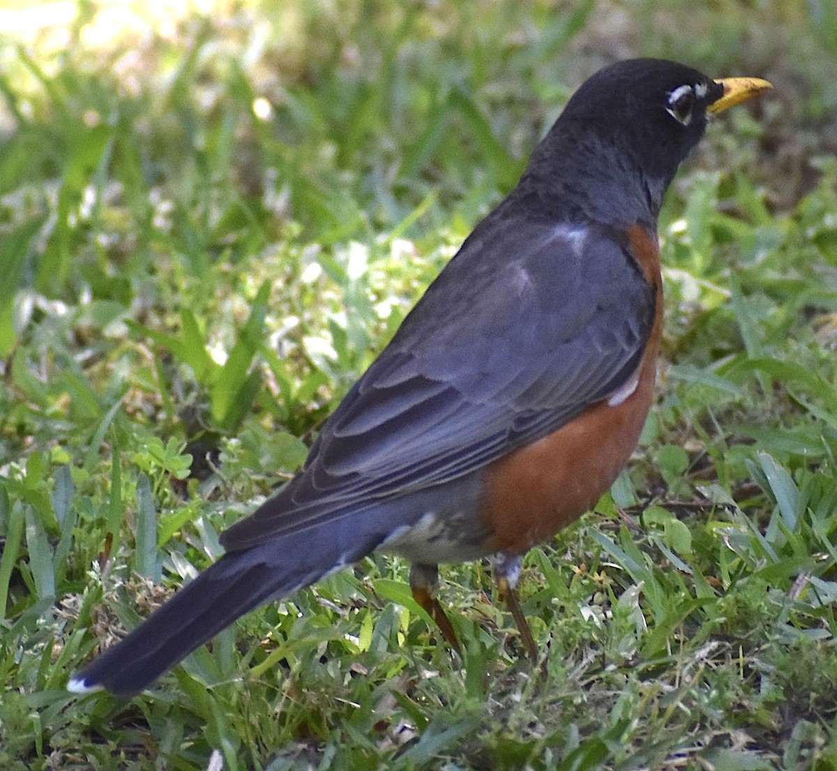 American Robin - ML617835317