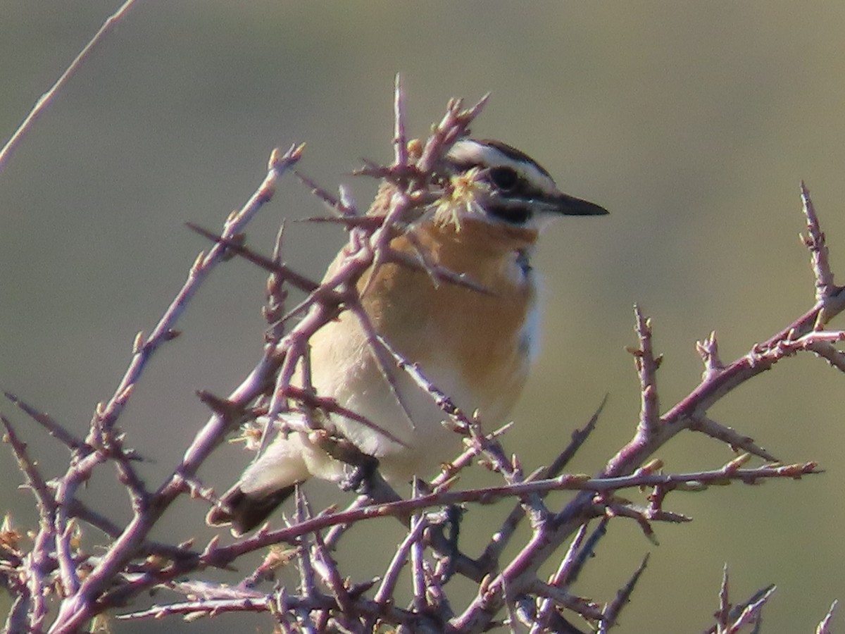 Whinchat - ML617835358
