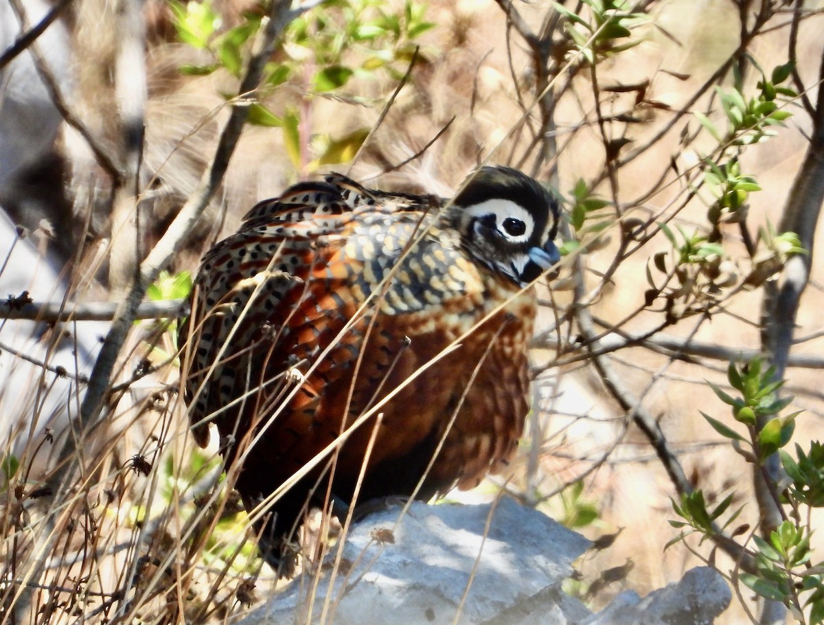 Ocellated Quail - ML617835366