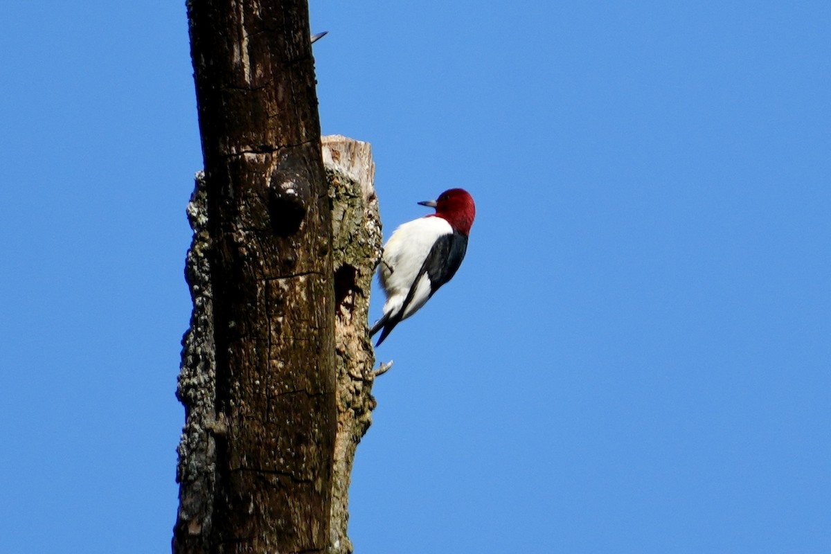 Red-headed Woodpecker - ML617835383