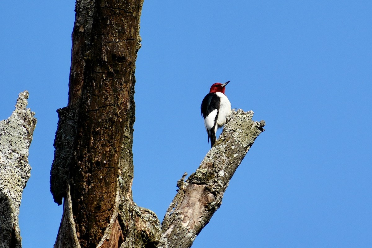 Red-headed Woodpecker - ML617835384