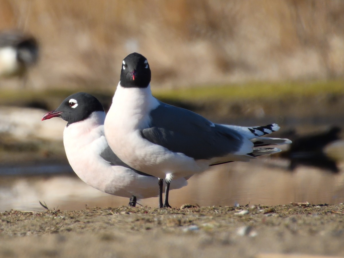 Franklin's Gull - ML617835482