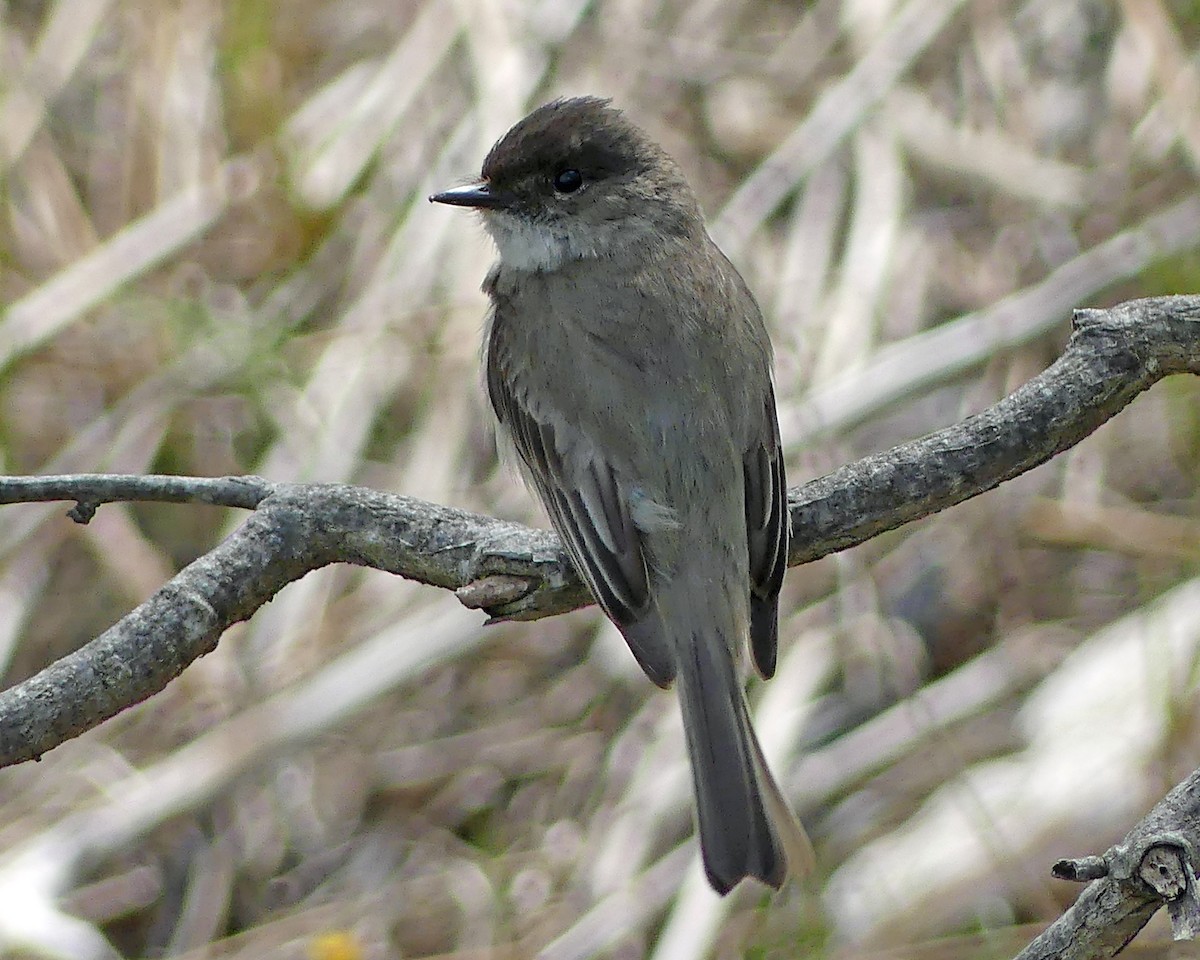 Eastern Phoebe - ML617835485