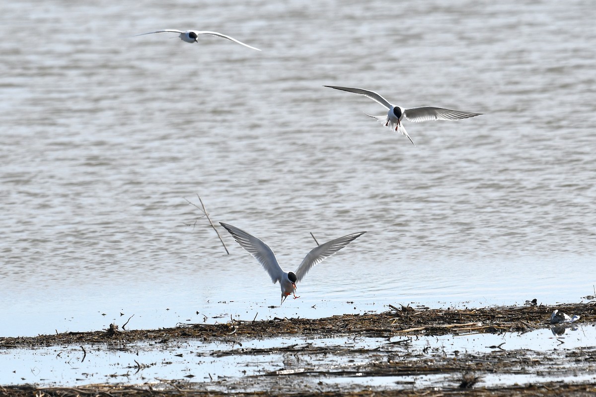 Forster's Tern - ML617835492