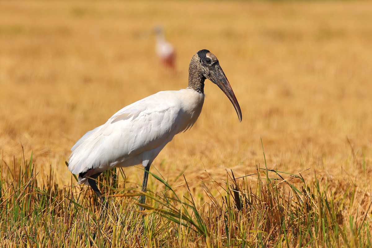 Wood Stork - ML617835512