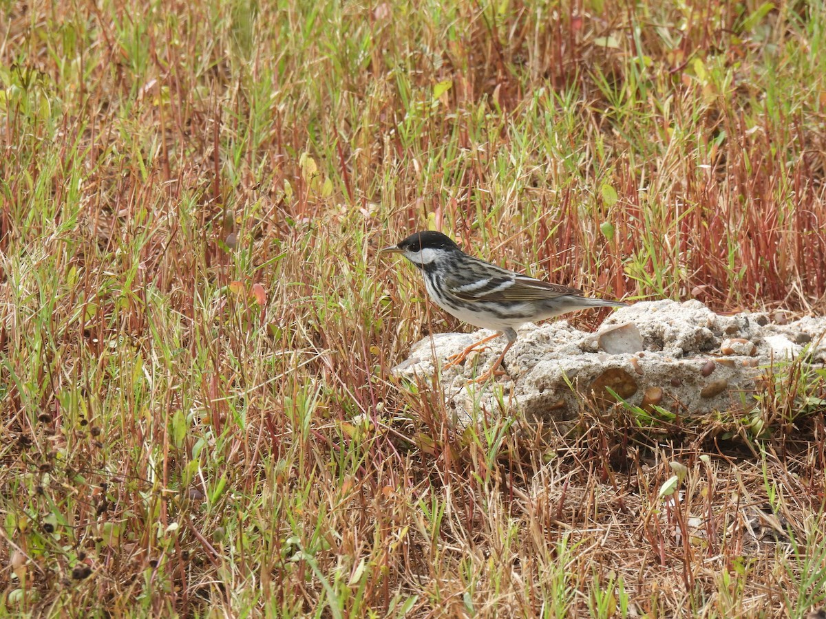 Blackpoll Warbler - Sheri Miles