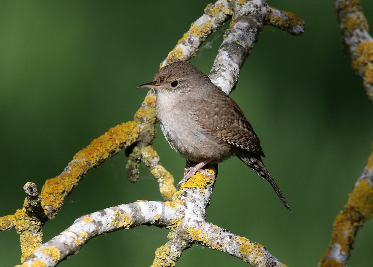 House Wren - ML617835546