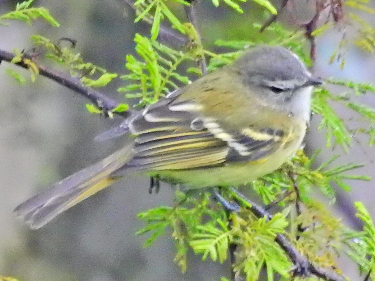 White-throated Tyrannulet - Gustavo Carbone