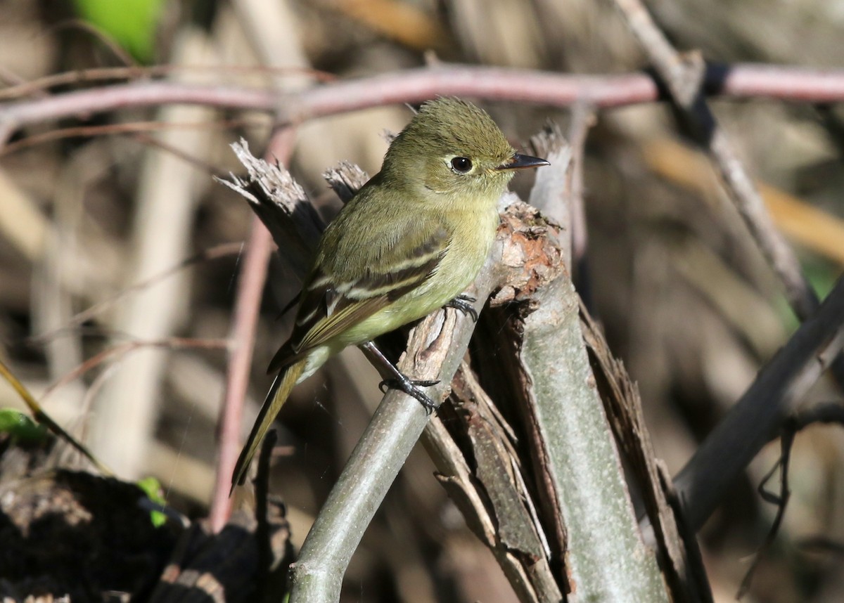 Western Flycatcher (Pacific-slope) - ML617835557