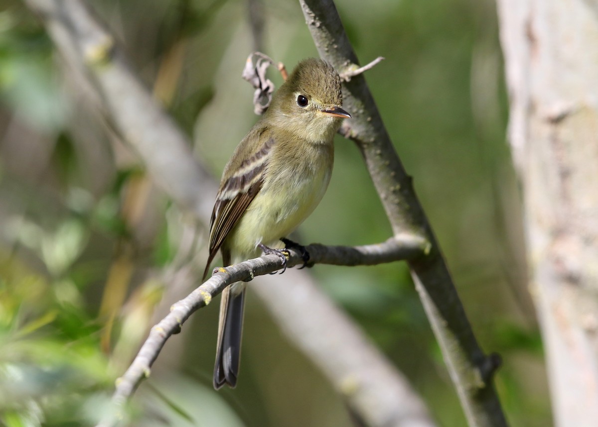 Western Flycatcher (Pacific-slope) - Steve Rottenborn