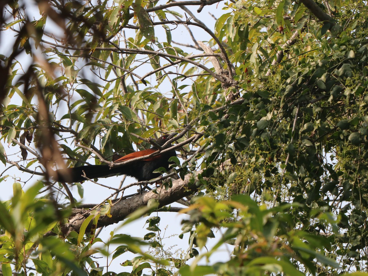 Greater Coucal - ML617835601