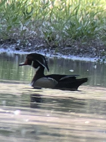 Wood Duck - ML617835632